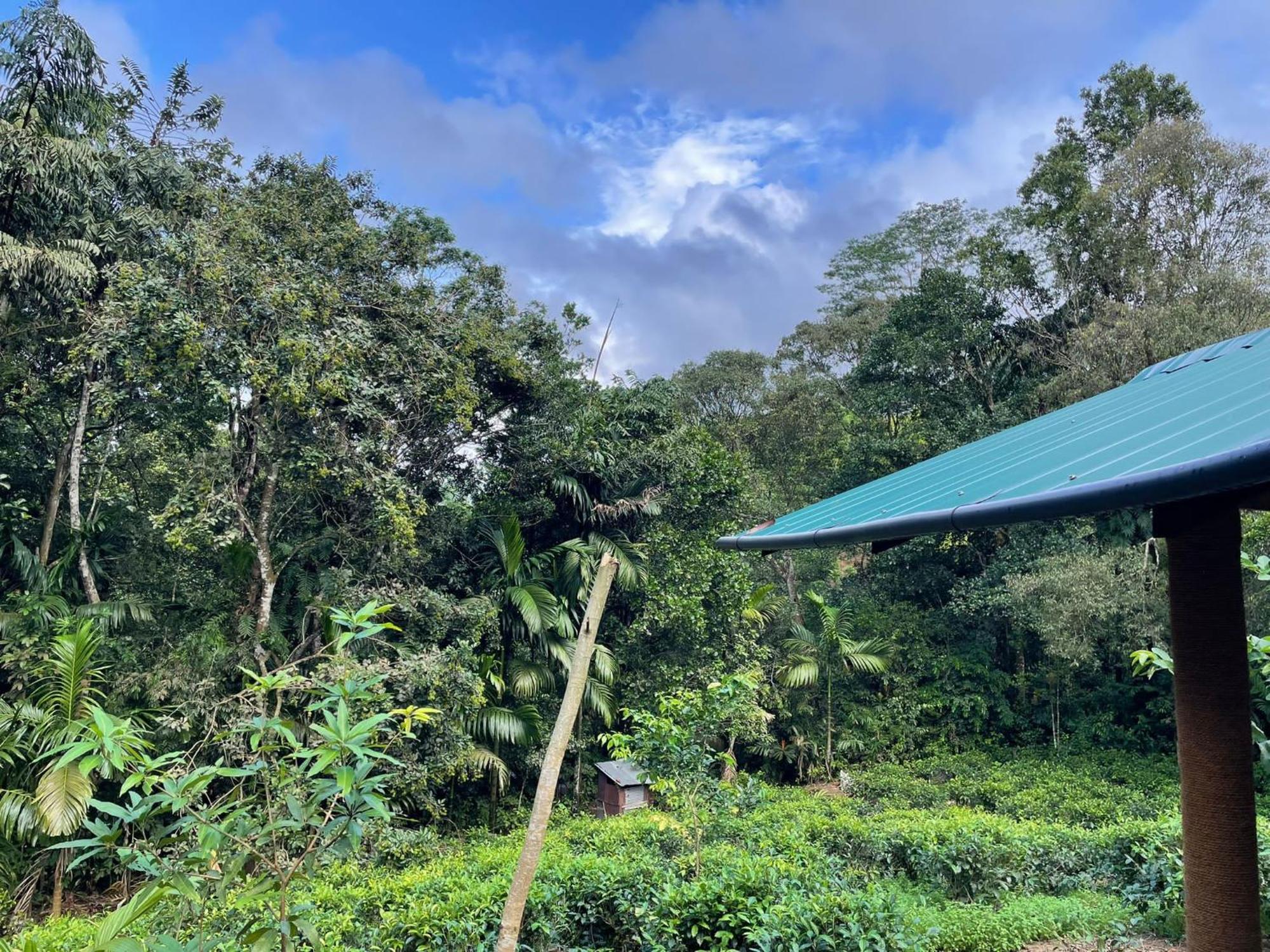 Rainforest Cabin Deniyaya Exterior photo